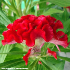 Coq amaranth, Celosia argentea Cristata